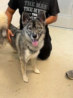 Photo of Meeka, adoptable Siberian Husky in Haw River, North Carolina