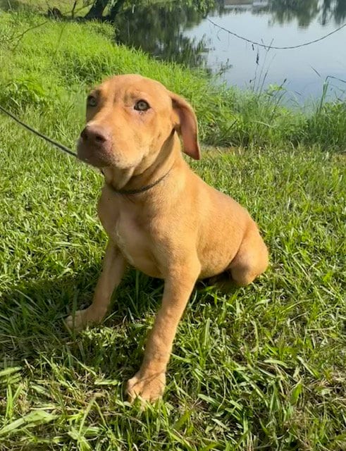 Photo of Dexie, adoptable Labrador Retriever in Tarrytown, Georgia