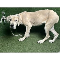 Photo of Carrie, adoptable Labrador Retriever American Pit Bull Terrier in Lancaster, California