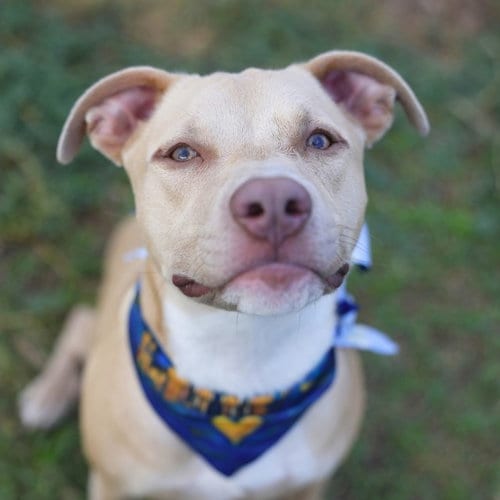 Photo of Rex, adoptable American Staffordshire Terrier in San Antonio, Texas