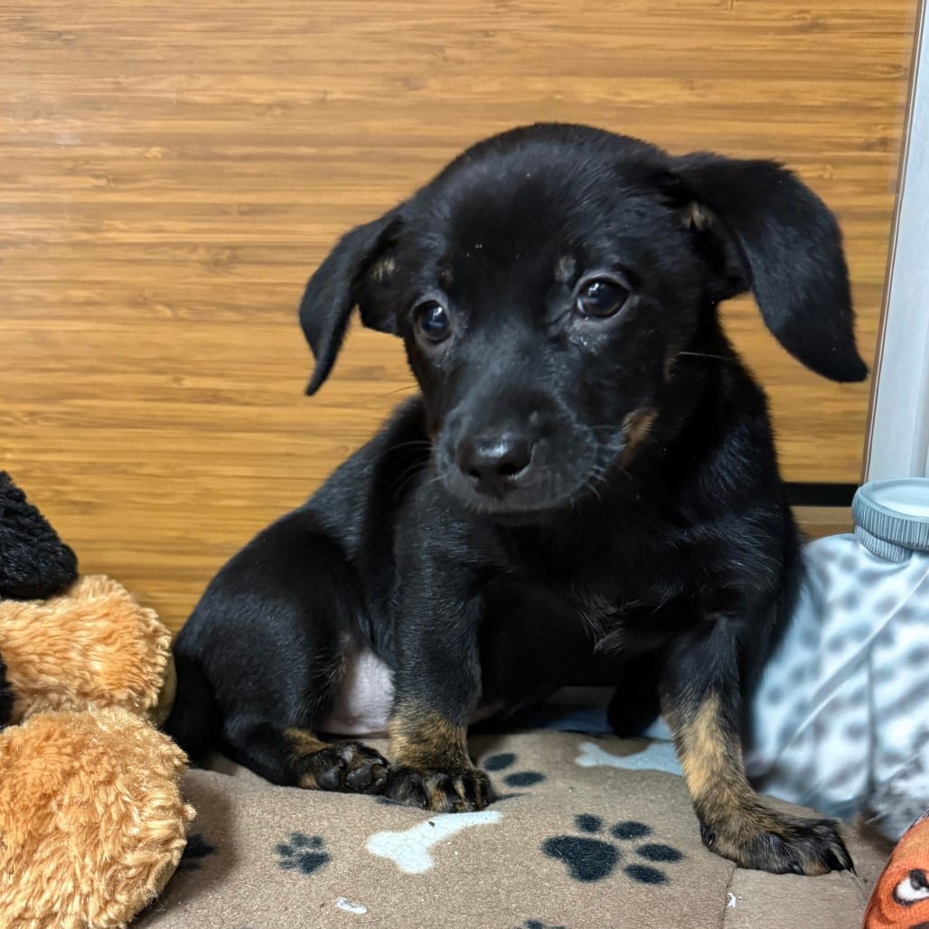 Photo of Aquamarine, adoptable Chihuahua / Mixed Breed (Small) in Central Texas, Texas