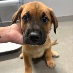 Photo of Alex, adoptable Golden Retriever in San Antonio, Texas