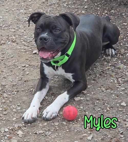 Photo of Myles, adoptable Boxer in Port Clinton, Ohio