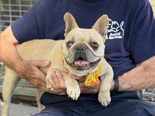 Photo of Lulu, adoptable French Bulldog in San Pedro, California