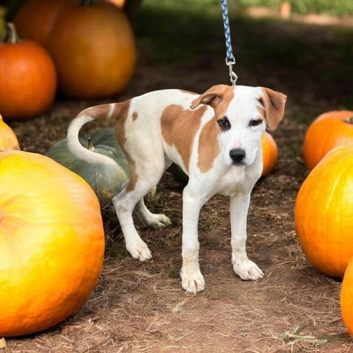 Photo of Benny, adoptable Labrador Retriever in Ashville, Ohio