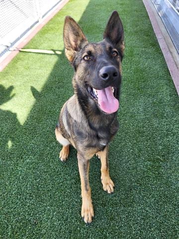 Photo of Kira, adoptable Belgian Shepherd Malinois in Lathrop, California