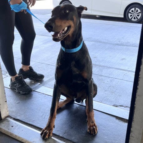 Photo of Snoop, adoptable Doberman Pinscher in Los Angeles, California