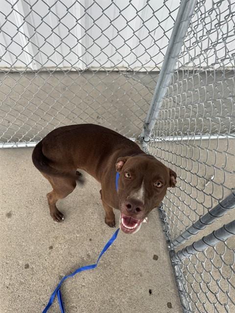 Photo of Tiny Tina, adoptable Pit Bull Terrier in Bakersfield, California