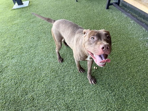Photo of Sir Paperwork, adoptable Pit Bull Terrier in Garland, Texas