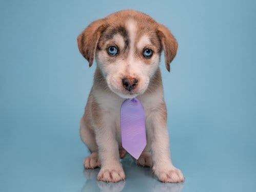 Photo of Date: Plenty of Fish, adoptable Australian Shepherd in Romoland, California