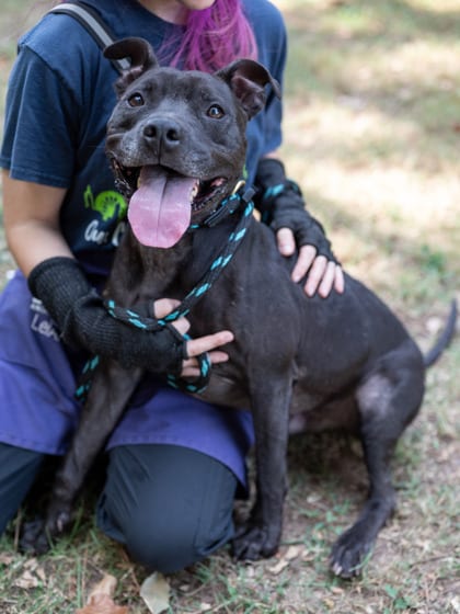 Photo of Tweety, adoptable dog in Chamblee, Georgia