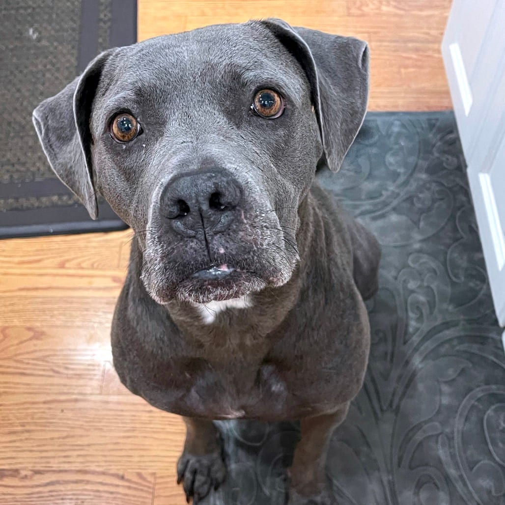 Photo of Binky, adoptable Boxer / Terrier, American Pit Bull in York, Pennsylvania