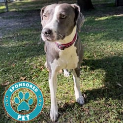 Photo of Cheeto, adoptable American Bulldog Mixed Breed (Medium) in Lakeland, Florida