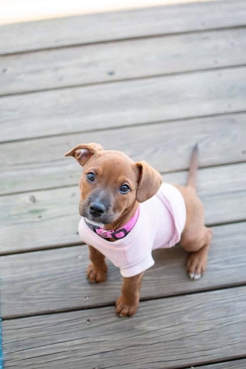 Photo of Morticia, adoptable American Pit Bull Terrier in Germantown, Ohio
