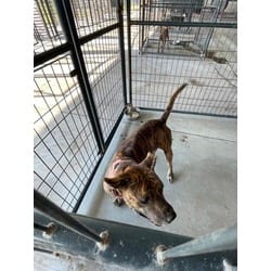 Photo of Mafia, adoptable American Pit Bull Terrier in Baton Rouge, Louisiana