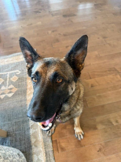 Photo of Ciro - Located in Arizona, adoptable Belgian Shepherd Malinois in Imlay City, Michigan