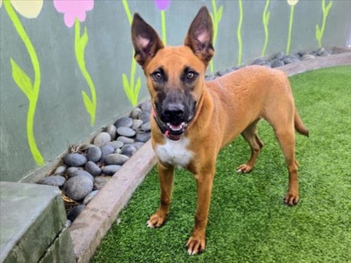 Photo of Marie, adoptable German Shepherd Dog in Van Nuys, California