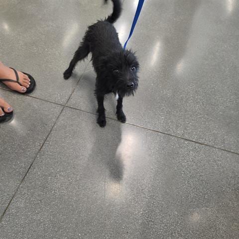 Photo of Benji, adoptable Terrier in San Martin, California
