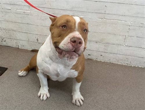 Photo of Fiona, adoptable Pit Bull Terrier in San Bernardino, California