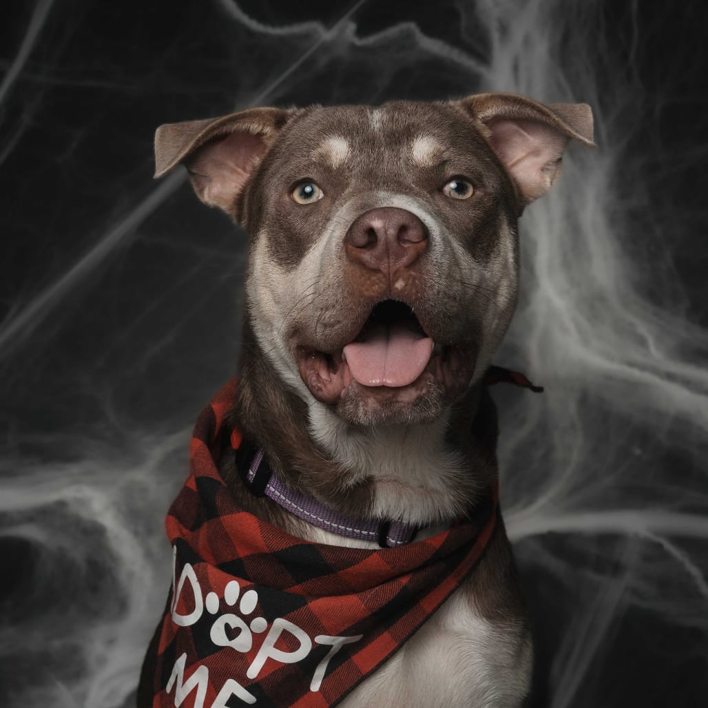 Photo of Keanu, adoptable Terrier, Pit Bull / Mixed Breed (Medium) in California, California
