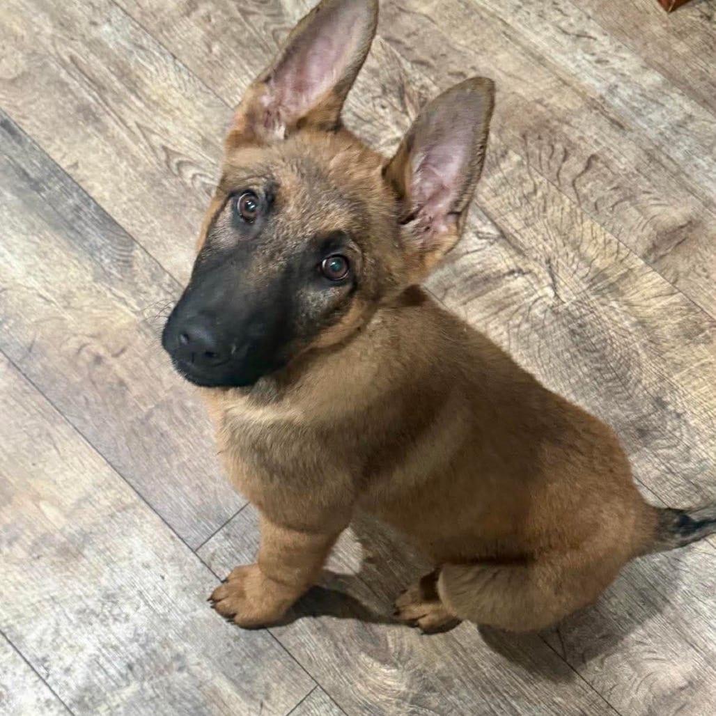 Photo of Joey, adoptable Shepherd, Belgian Malinois / Shepherd, German in Hinesville, Georgia