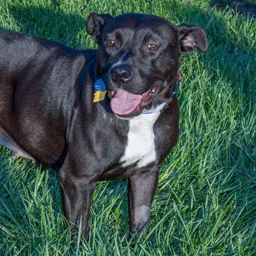 Photo of Hazelnut, adoptable Staffordshire Bull Terrier in Maryland, Missouri