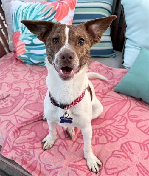 Photo of Paloma, adoptable Terrier in Newport Beach, California