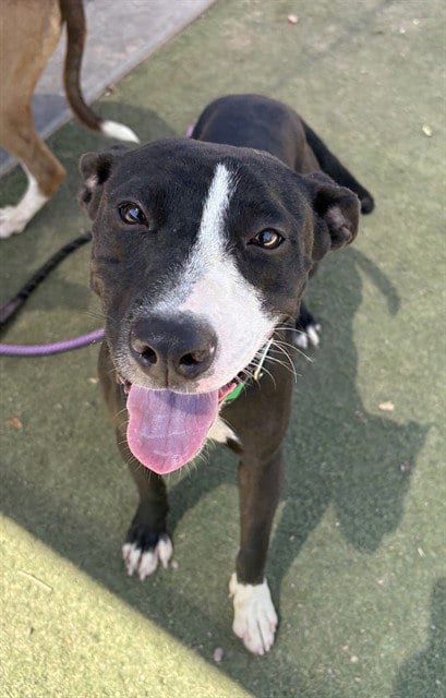Photo of Licorice, adoptable American Pit Bull Terrier in Phoenix, Arizona