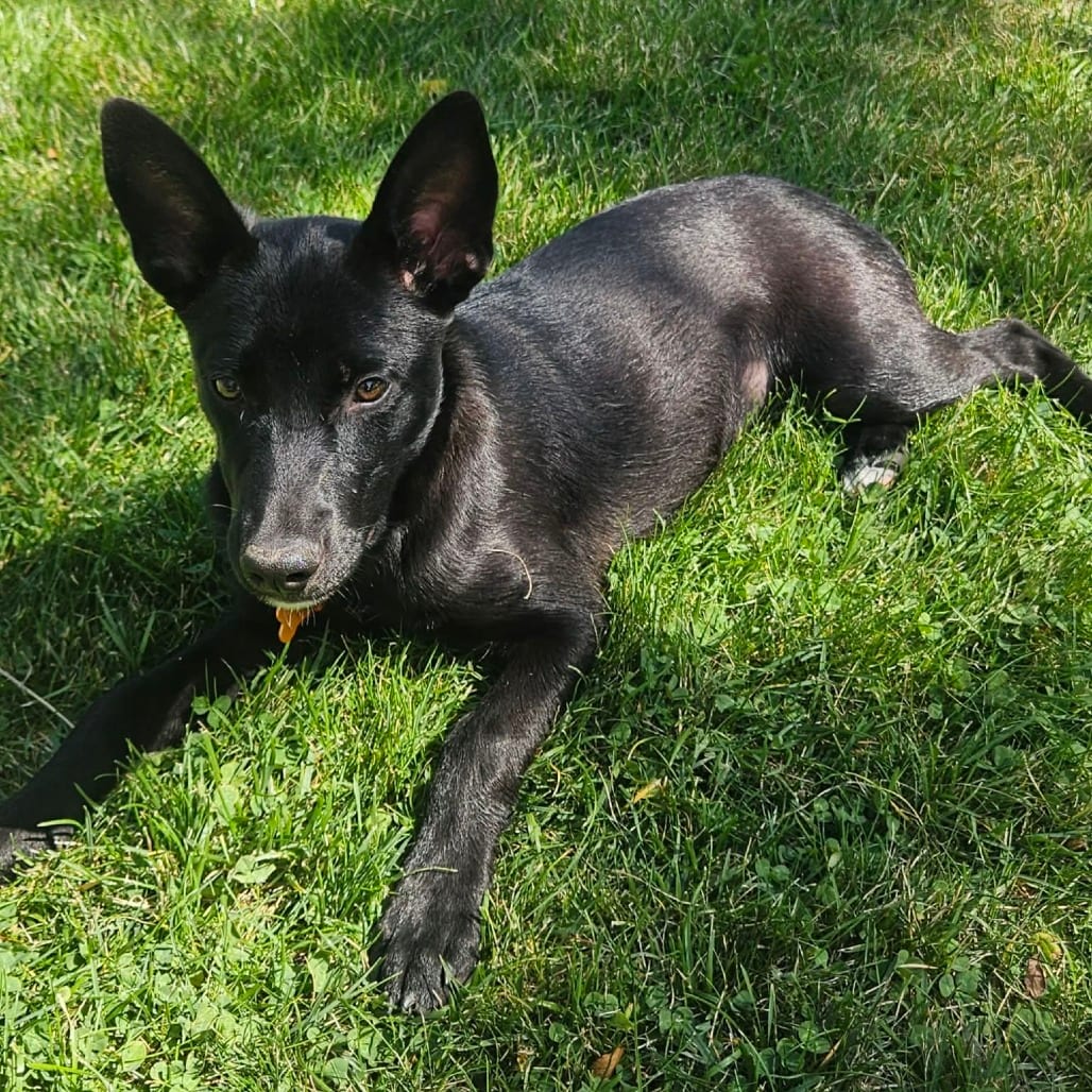 Photo of Dre-63376, adoptable Malinois, Belgian in Bend, Oregon