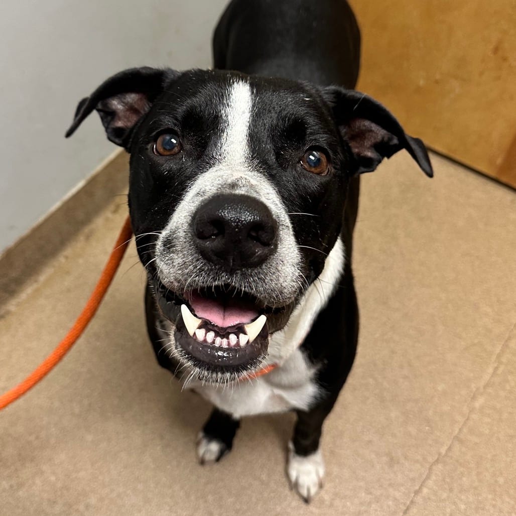 Photo of Varsity, adoptable Mixed Breed (Large) in Chattanooga, Tennessee