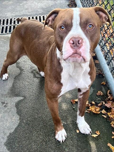Photo of Roderick, adoptable American Pit Bull Terrier in Chicago, Illinois