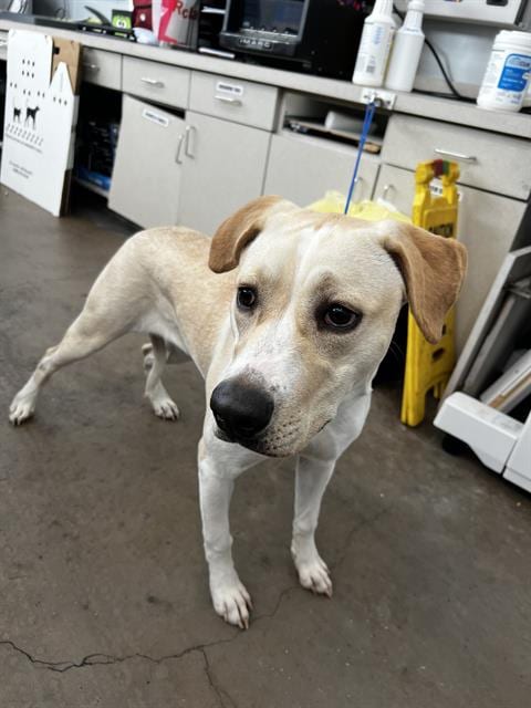 Photo of Sasha, adoptable Mixed Breed