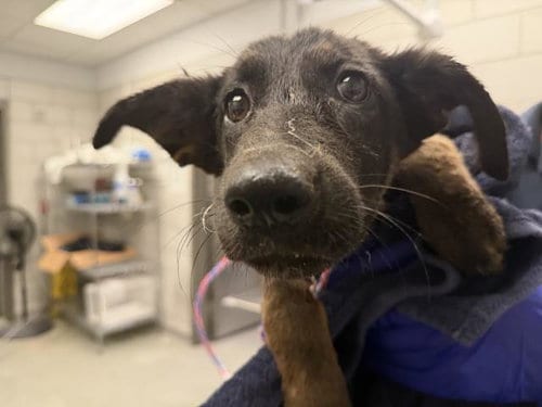 Photo of Honey, adoptable German Shepherd Dog in Dallas, Texas