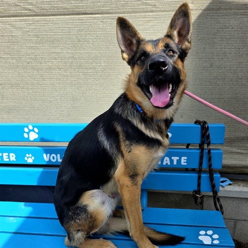 Photo of Luigi, adoptable German Shepherd Dog in Long Beach, California