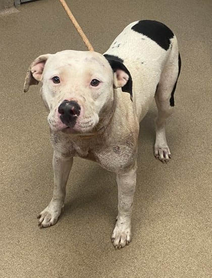 Photo of Pompey, adoptable dog in Chamblee, Georgia
