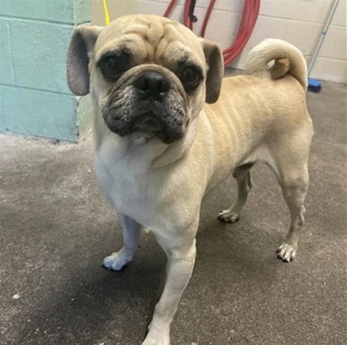 Photo of A742586, adoptable Pug in Sacramento, California