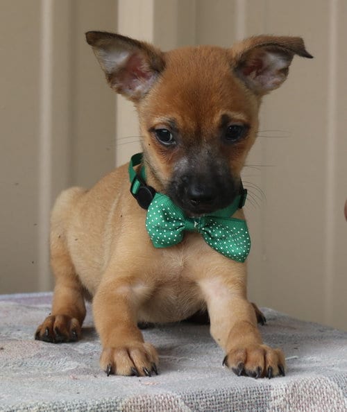 Photo of Sean, adoptable Cairn Terrier in Bandera, Texas
