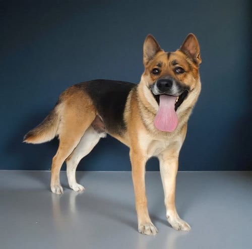 Photo of Rocky, adoptable German Shepherd Dog in Agoura, California