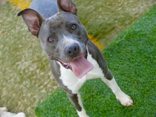 Photo of Sandra, adoptable American Staffordshire Terrier in Tallahassee, Florida