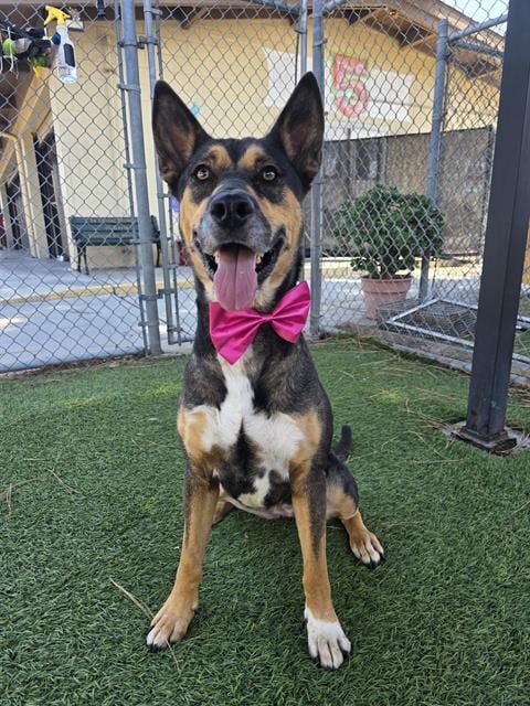 Photo of Sheila, adoptable German Shepherd Dog in Downey, California