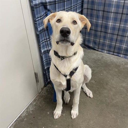 Photo of Armstrong, adoptable Labrador Retriever in Rosenberg, Texas