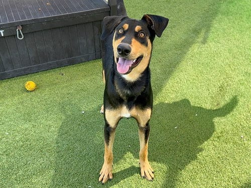 Photo of Bear, adoptable Doberman Pinscher in Orange, California