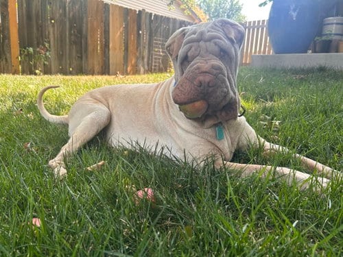 Photo of Mani, adoptable Chinese Shar-Pei in Tucson, Arizona
