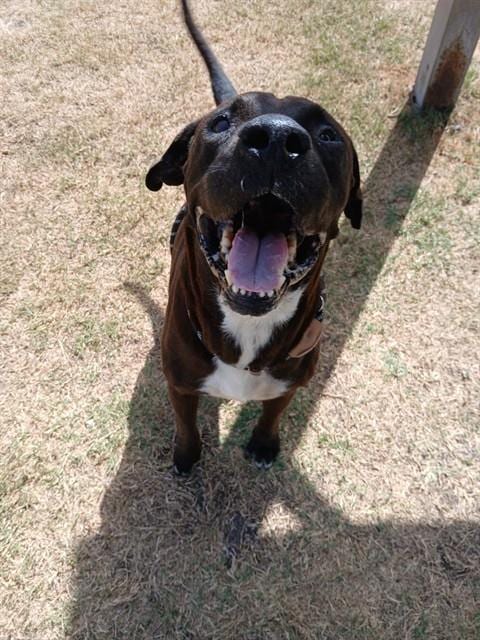 Photo of Hector, adoptable American Pit Bull Terrier in Corpus Christi, Texas