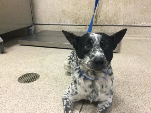 Photo of Pepper, adoptable Australian Shepherd in Riverside, California