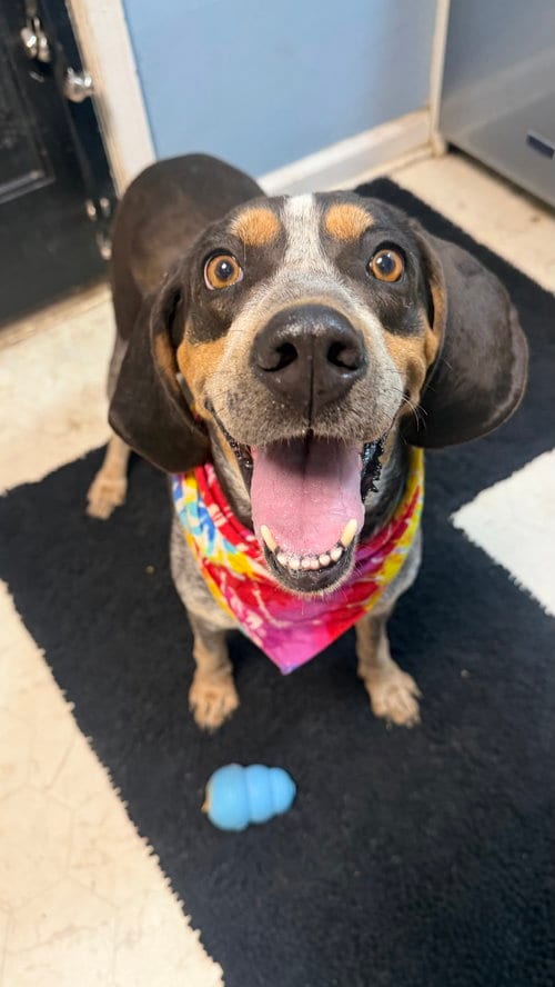 Photo of Kate, adoptable Bluetick Coonhound in Raytown, Missouri