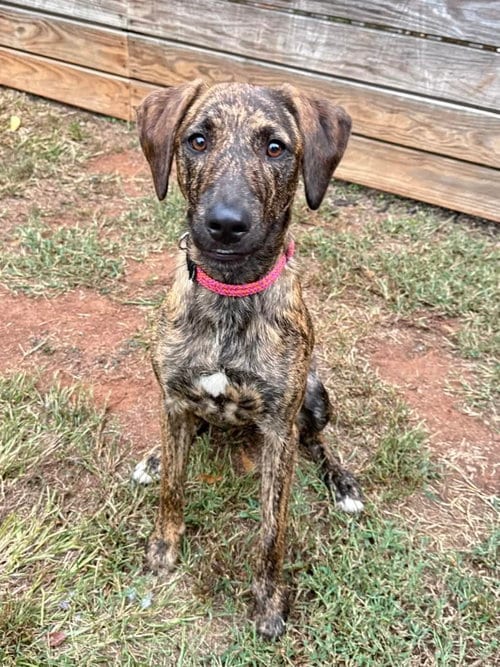 Photo of Bindi, adoptable Unknown breed in Greenville, South Carolina