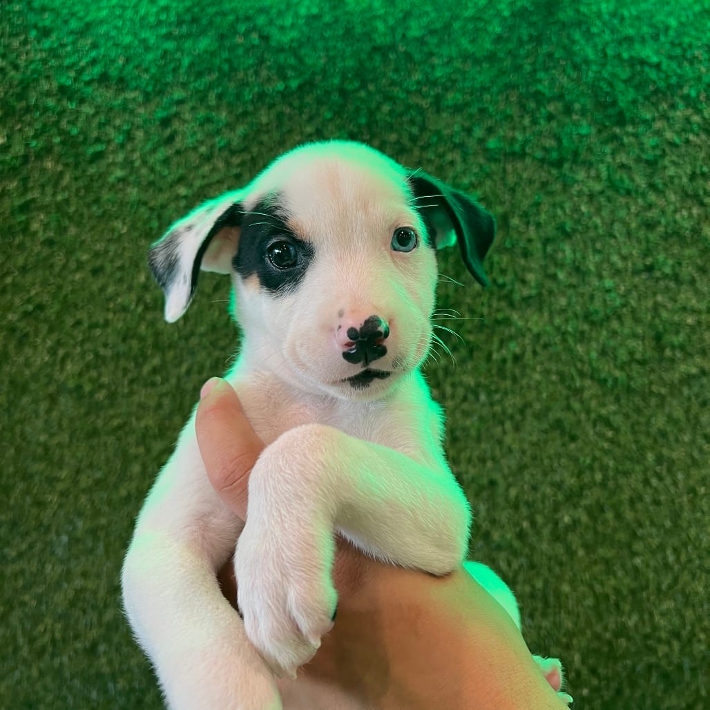 Photo of Brownie, adoptable Husky, Alaskan / Terrier, American Pit Bull in Georgia, Georgia