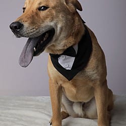 Photo of Chi, adoptable Rhodesian Ridgeback German Shepherd Dog in Round Hill, Virginia