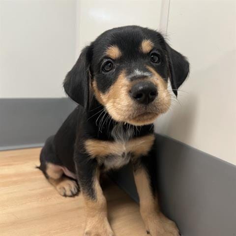 Photo of Felix, adoptable Golden Retriever in San Martin, California